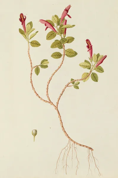 Selectarum stirpium Americanarum historia Pl.170 av Nikolaus Joseph Freiherr von Jacquin