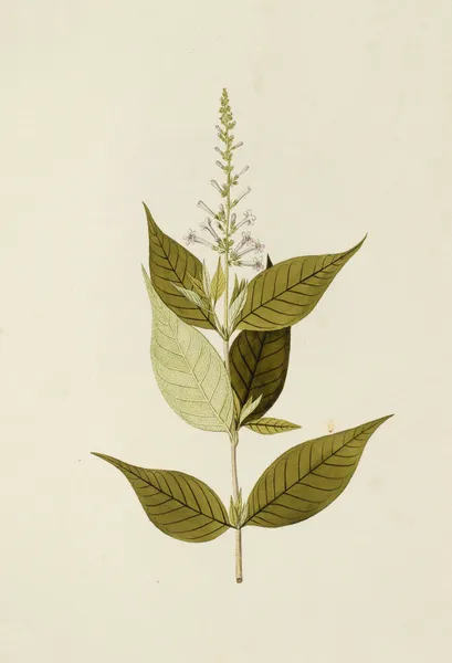 Selectarum stirpium Americanarum historia Pl.172 av Nikolaus Joseph Freiherr von Jacquin