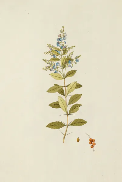 Selectarum stirpium Americanarum historia Pl.179 av Nikolaus Joseph Freiherr von Jacquin