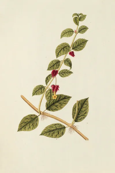 Selectarum stirpium Americanarum historia Pl.180 av Nikolaus Joseph Freiherr von Jacquin