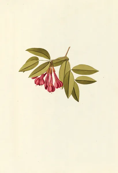 Selectarum stirpium Americanarum historia Pl.183 av Nikolaus Joseph Freiherr von Jacquin