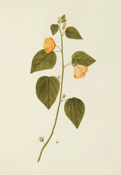 Selectarum stirpium Americanarum historia Pl.185 av Nikolaus Joseph Freiherr von Jacquin