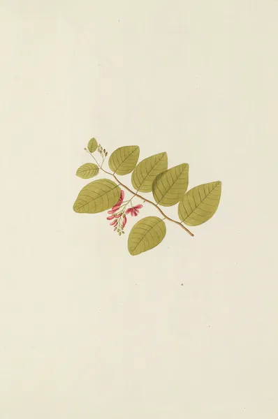 Selectarum stirpium Americanarum historia Pl.186 av Nikolaus Joseph Freiherr von Jacquin
