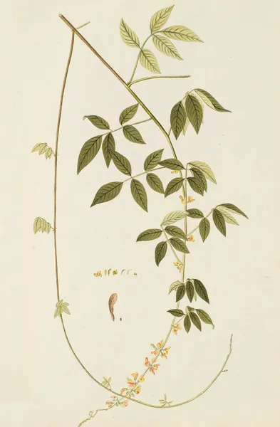 Selectarum stirpium Americanarum historia Pl.187 av Nikolaus Joseph Freiherr von Jacquin