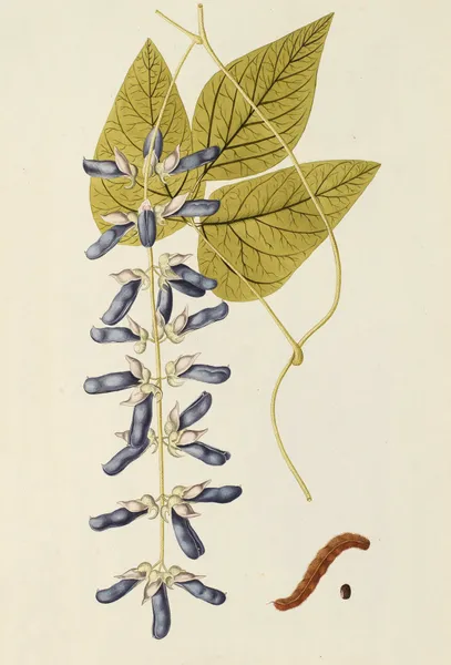 Selectarum stirpium Americanarum historia Pl.188 av Nikolaus Joseph Freiherr von Jacquin