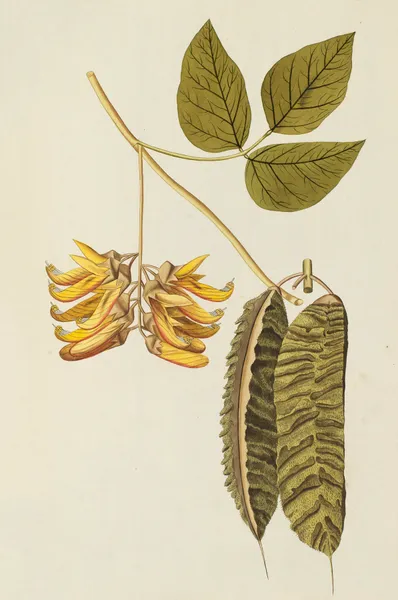 Selectarum stirpium Americanarum historia Pl.189 av Nikolaus Joseph Freiherr von Jacquin