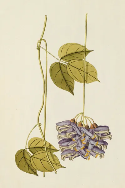 Selectarum stirpium Americanarum historia Pl.190 av Nikolaus Joseph Freiherr von Jacquin