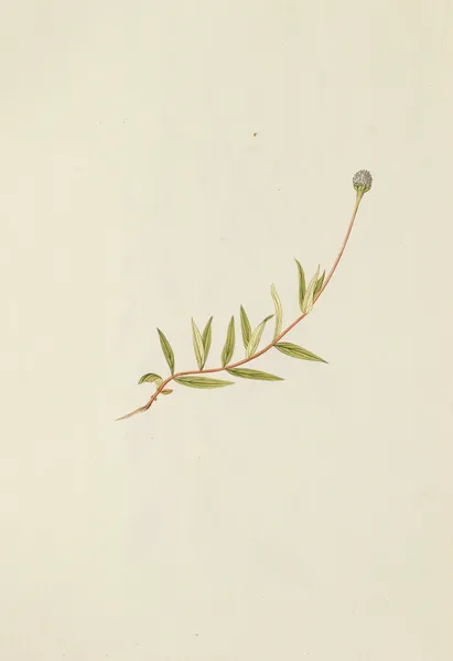 Selectarum stirpium Americanarum historia Pl.194 av Nikolaus Joseph Freiherr von Jacquin