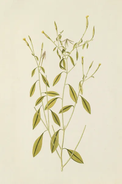 Selectarum stirpium Americanarum historia Pl.195 av Nikolaus Joseph Freiherr von Jacquin