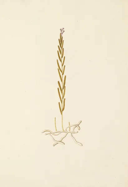 Selectarum stirpium Americanarum historia Pl.201 av Nikolaus Joseph Freiherr von Jacquin