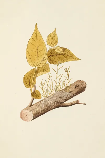 Selectarum stirpium Americanarum historia Pl.203 av Nikolaus Joseph Freiherr von Jacquin