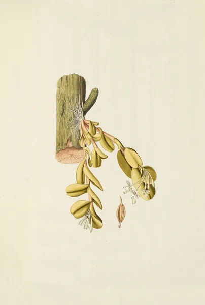 Selectarum stirpium Americanarum historia Pl.206 av Nikolaus Joseph Freiherr von Jacquin
