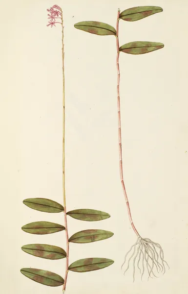 Selectarum stirpium Americanarum historia Pl.207 av Nikolaus Joseph Freiherr von Jacquin