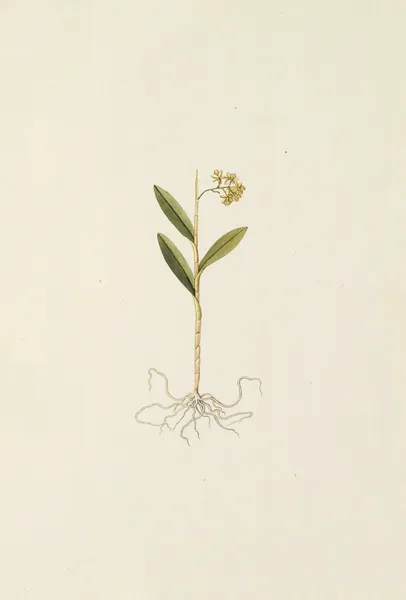 Selectarum stirpium Americanarum historia Pl.208 av Nikolaus Joseph Freiherr von Jacquin