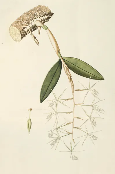 Selectarum stirpium Americanarum historia Pl.209 av Nikolaus Joseph Freiherr von Jacquin