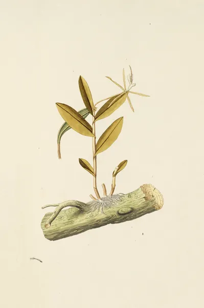 Selectarum stirpium Americanarum historia Pl.210 av Nikolaus Joseph Freiherr von Jacquin