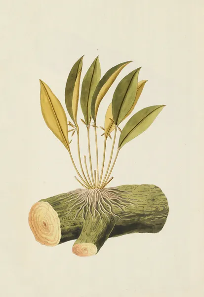 Selectarum stirpium Americanarum historia Pl.212 av Nikolaus Joseph Freiherr von Jacquin
