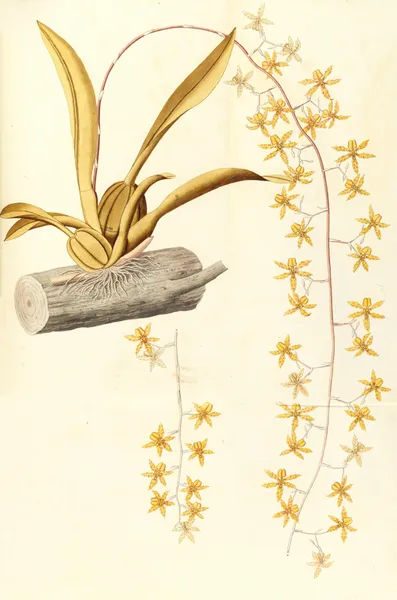 Selectarum stirpium Americanarum historia Pl.215 av Nikolaus Joseph Freiherr von Jacquin