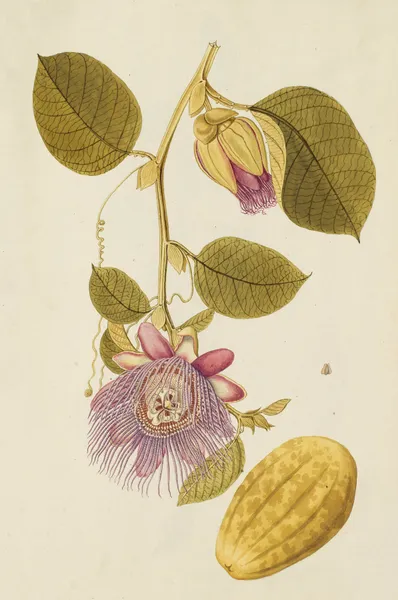 Selectarum stirpium Americanarum historia Pl.218 av Nikolaus Joseph Freiherr von Jacquin