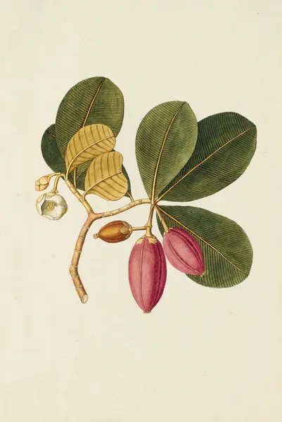 Selectarum stirpium Americanarum historia Pl.250 av Nikolaus Joseph Freiherr von Jacquin