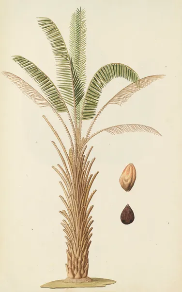 Selectarum stirpium Americanarum historia Pl.257 av Nikolaus Joseph Freiherr von Jacquin