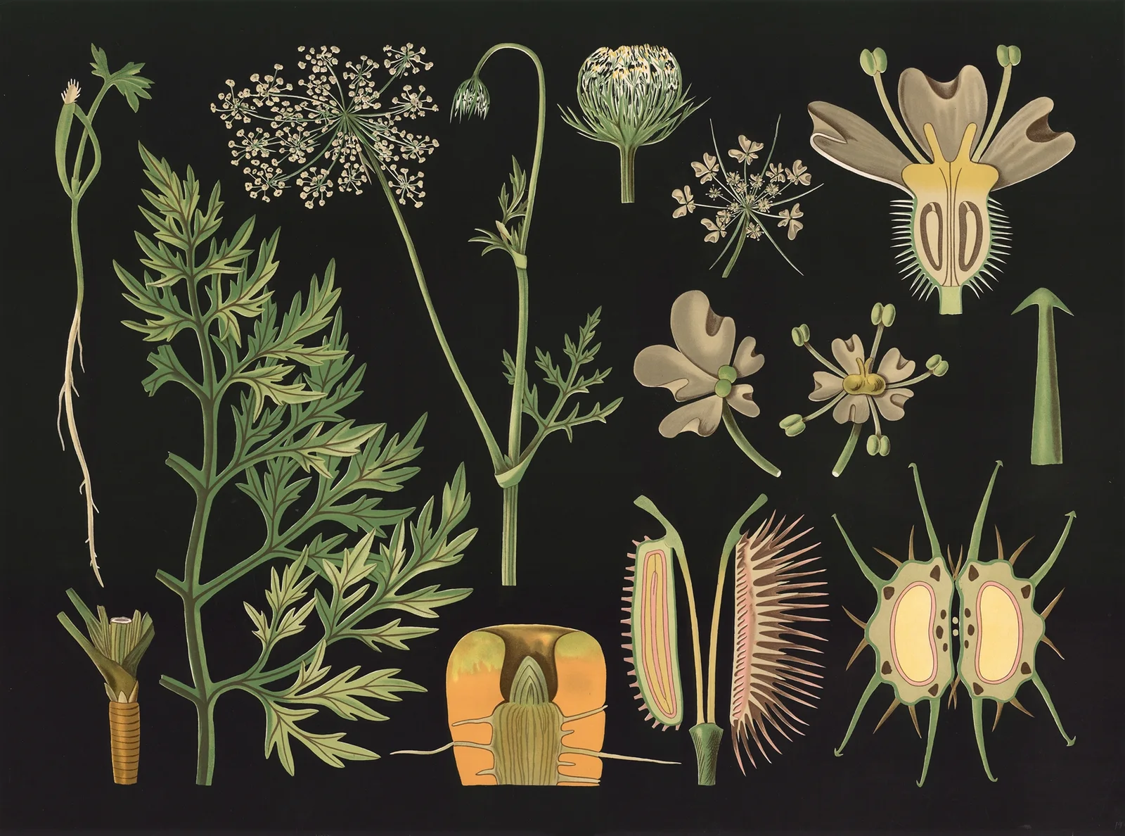 Carrot (Daucus carota) av Gottlieb von Koch