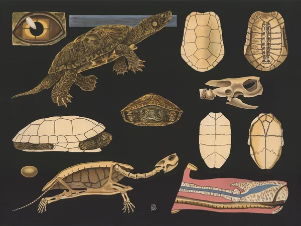 European pond turtle (Emys europaea) av Gottlieb von Koch