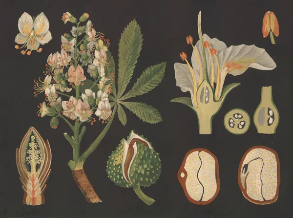 Horse chestnut (Aesculus hippocastanum) av Gottlieb von Koch