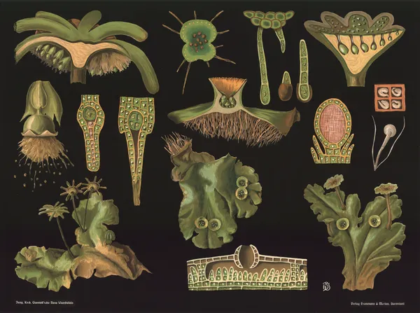 Liverwort (Marchantia polymorpha) av Gottlieb von Koch