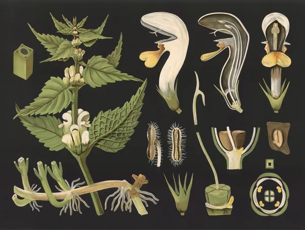White dead-nettle (Lamium album) av Gottlieb von Koch