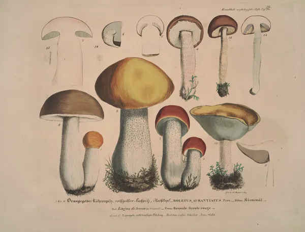 Naturgetreue Abblidungen und Beschreibungen der essbaren, schädlichen und verdächtigen Schwämme Pl.32 av Julius Vincenz von Krombholz