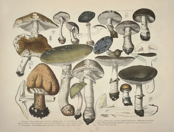 Naturgetreue Abblidungen und Beschreibungen der essbaren, schädlichen und verdächtigen Schwämme Pl.29 av Julius Vincenz von Krombholz