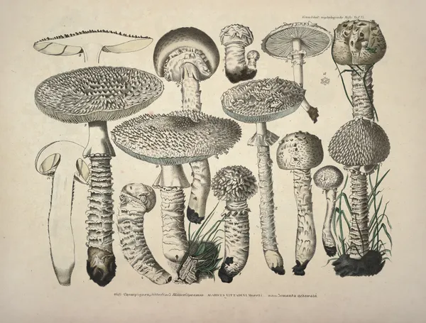 Naturgetreue Abblidungen und Beschreibungen der essbaren, schädlichen und verdächtigen Schwämme Pl.27 av Julius Vincenz von Krombholz