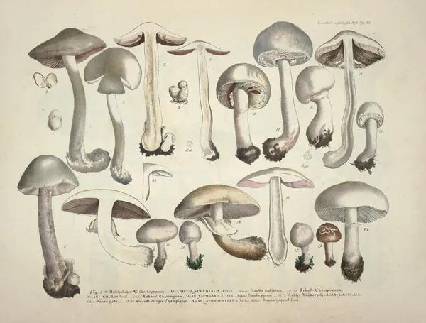 Naturgetreue Abblidungen und Beschreibungen der essbaren, schädlichen und verdächtigen Schwämme Pl.26 av Julius Vincenz von Krombholz