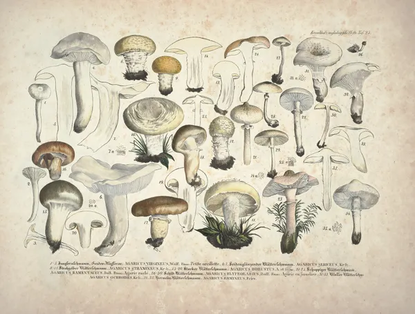 Naturgetreue Abblidungen und Beschreibungen der essbaren, schädlichen und verdächtigen Schwämme Pl.25 av Julius Vincenz von Krombholz