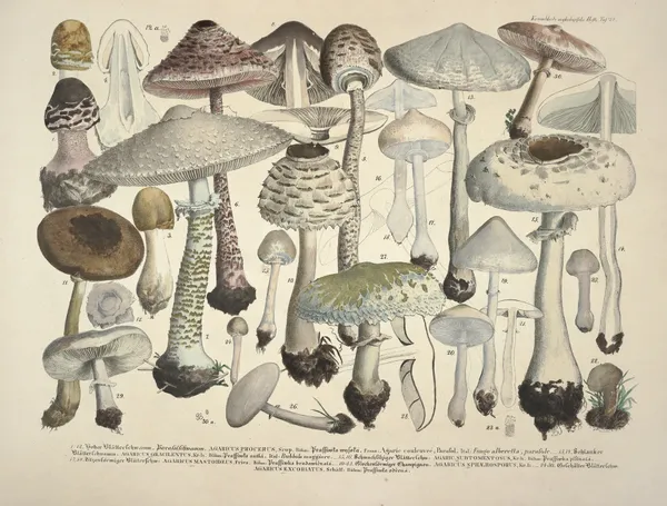 Naturgetreue Abblidungen und Beschreibungen der essbaren, schädlichen und verdächtigen Schwämme Pl.24 av Julius Vincenz von Krombholz