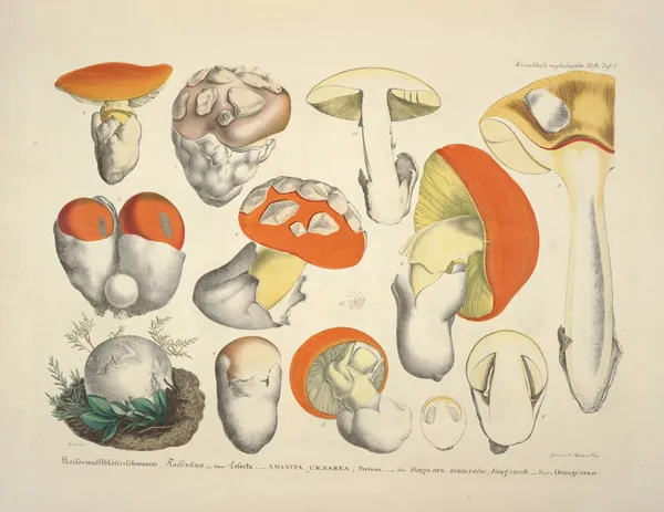 Naturgetreue Abblidungen und Beschreibungen der essbaren, schädlichen und verdächtigen Schwämme Pl.08 av Julius Vincenz von Krombholz