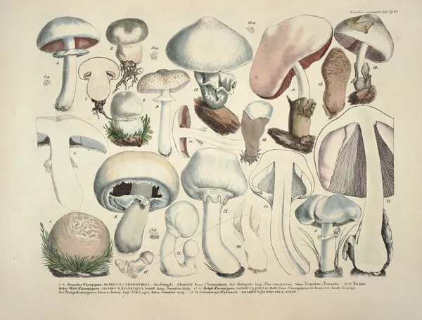Naturgetreue Abblidungen und Beschreibungen der essbaren, schädlichen und verdächtigen Schwämme Pl.23 av Julius Vincenz von Krombholz