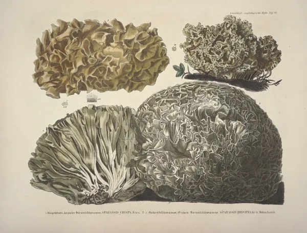 Naturgetreue Abblidungen und Beschreibungen der essbaren, schädlichen und verdächtigen Schwämme Pl.22 av Julius Vincenz von Krombholz