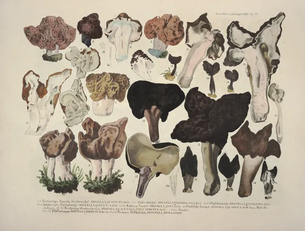 Naturgetreue Abblidungen und Beschreibungen der essbaren, schädlichen und verdächtigen Schwämme Pl.21 av Julius Vincenz von Krombholz