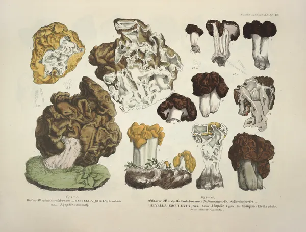 Naturgetreue Abblidungen und Beschreibungen der essbaren, schädlichen und verdächtigen Schwämme Pl.20 av Julius Vincenz von Krombholz