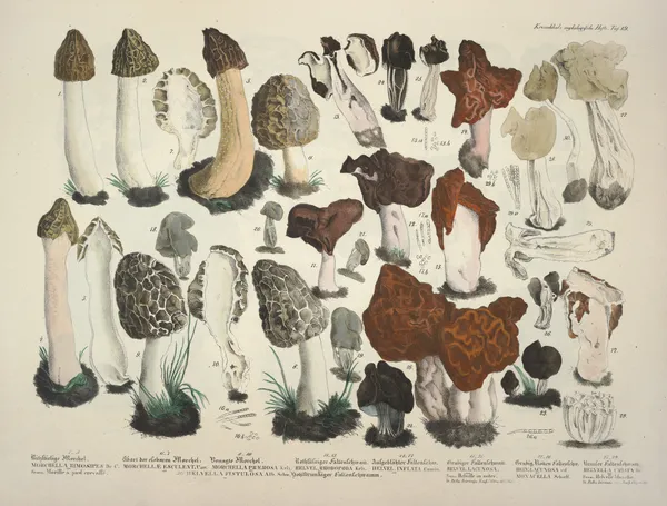 Naturgetreue Abblidungen und Beschreibungen der essbaren, schädlichen und verdächtigen Schwämme Pl.19 av Julius Vincenz von Krombholz
