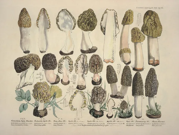 Naturgetreue Abblidungen und Beschreibungen der essbaren, schädlichen und verdächtigen Schwämme Pl.17 av Julius Vincenz von Krombholz