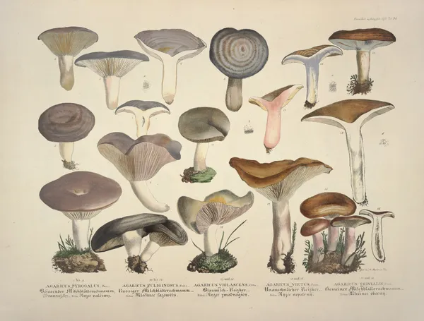 Naturgetreue Abblidungen und Beschreibungen der essbaren, schädlichen und verdächtigen Schwämme Pl.14 av Julius Vincenz von Krombholz