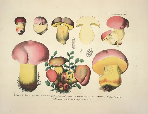 Naturgetreue Abblidungen und Beschreibungen der essbaren, schädlichen und verdächtigen Schwämme Pl.07 av Julius Vincenz von Krombholz