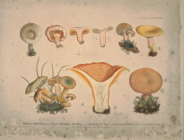 Naturgetreue Abblidungen und Beschreibungen der essbaren, schädlichen und verdächtigen Schwämme Pl.11 av Julius Vincenz von Krombholz