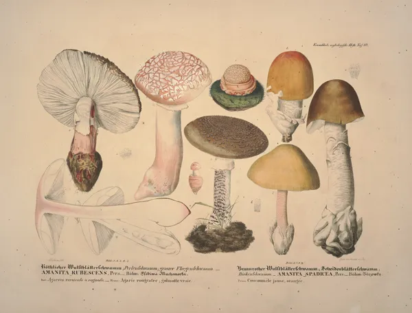 Naturgetreue Abblidungen und Beschreibungen der essbaren, schädlichen und verdächtigen Schwämme Pl.10 av Julius Vincenz von Krombholz