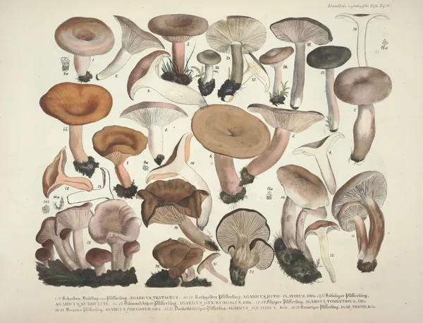 Naturgetreue Abblidungen und Beschreibungen der essbaren, schädlichen und verdächtigen Schwämme Pl.40 av Julius Vincenz von Krombholz