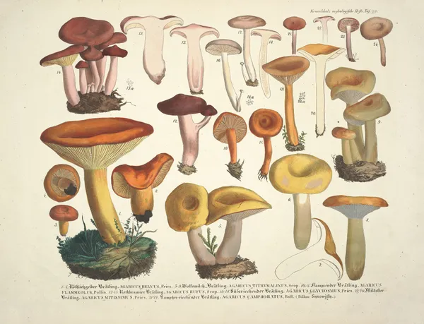 Naturgetreue Abblidungen und Beschreibungen der essbaren, schädlichen und verdächtigen Schwämme Pl.39 av Julius Vincenz von Krombholz