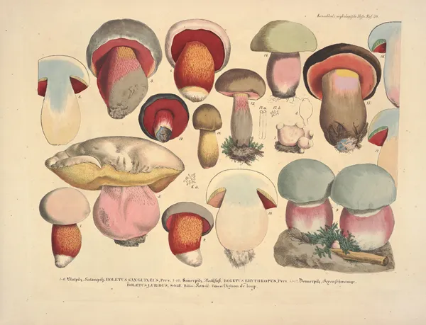 Naturgetreue Abblidungen und Beschreibungen der essbaren, schädlichen und verdächtigen Schwämme Pl.38 av Julius Vincenz von Krombholz